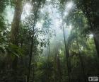 Landschap van het interieur van de jungle, met zeer hoge bomen, planten en lianen