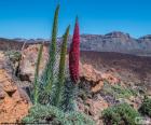 Echium wildpretii, Tenerife