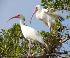 Witte ibis