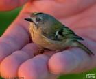 Het Goudhaantje is een van de kleinere vogels van Europa. Het voedt op kleine insecten en spinnen