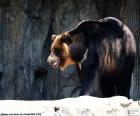 Aziatische zwarte beer of kraagbeer