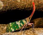 Kleurrijke cicade