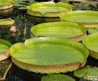 Water lily