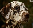 Hoofd van volwassen lever-gekleurde Dalmatiër