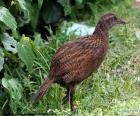 De weka is een loopvogel, leven in Nieuw-Zeeland