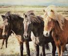 Drie IJslandse paarden