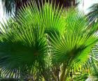 Washingtonia bladeren