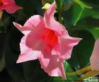 Een roze bloem van Dipladenia, is een gematigde plant