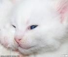 Witte kat gezicht