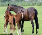 Merrie met twee veulens