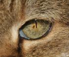 Cat's eye