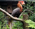 Gewone neushoornvogel, één van de grootste bestaande, leven in de oerwouden en bossen van het schiereiland Malakka, Borneo, Java en Sumatra