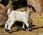 Een jonge en schattig geit