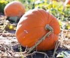 Gigantische pompoen in het veld