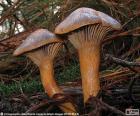 Chroogomphus rutilus, een soort zeer frequente en overvloedig in sommige gebieden. Het is een eetbare paddenstoel