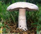 Gewone weidechampignon