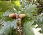 Drie eikels van eiken te wachten voor de herfst