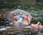 Nijlpaarden in het water