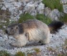 Alpenmarmot