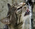 Kat dranken water