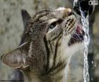 De verdwaalde kat drinkt water uit een bron