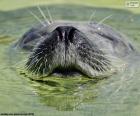 Een zeehond in het water