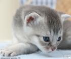 Grijs blauwe ogen kat