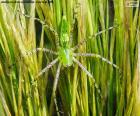 Groene lynx spin