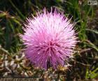 Mimosa borealis bloem