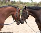 Twee paarden aangezicht tot aangezicht