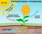 Fotosynthese is het proces waarbij planten voedsel van licht, water, voedingsstoffen en CO2 maken-