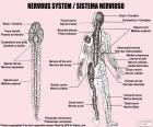 Het zenuwstelsel is de meest complexe en geavanceerde body-systeem. Het heeft de belangrijke taak van het regelen en coördineren van de functies en de activiteiten van het lichaam