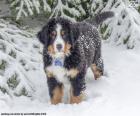 Berner sennenhond pup