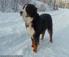 Berner Sennenhond