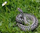 Europese adder