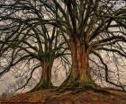 Twee oude bomen zonder bladeren in de winter