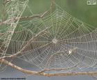 Een spinnenweb is een structuur gebouwd door een spin met haar zijde