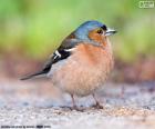 Vink