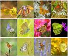 Collage van vlinders