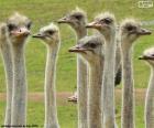 Een grote groep van struisvogels, de struisvogel is een grote niet-vliegende vogel