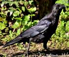 De raaf is een volledig zwarte vogel