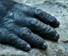 Een gorilla hand