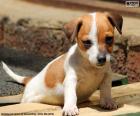 Een schattige puppy van de Jack Russell Terriër