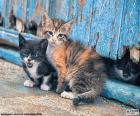 Drie kittens