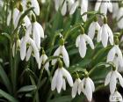 Het gewoon sneeuwklokje is een vaste plant met witte bloemen