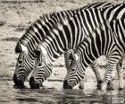 Drie mooie Zebra's drinken water in een vijver in het midden van de savanne