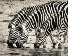 Drie Zebra's, drinken