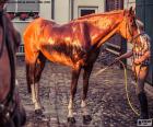 Ruiter zijn paard wassen na een wandeling door het platteland