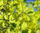 De prachtige groene bladeren van een boom
