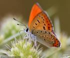 Een prachtige vlinder oranje kleur op een bloem